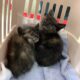 子猫ちゃんの飼い主様募集しています