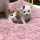 ★飼い主さま募集★